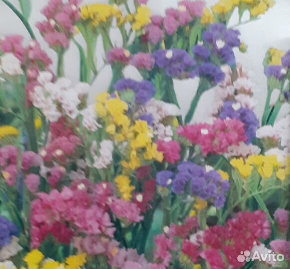 Рассада,многлетники