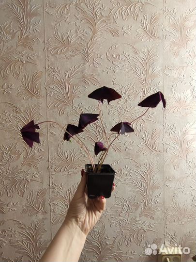 Комнатные цветы: кислица, индийский лук и др