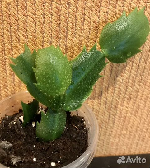 Декабрист шлюмбергера