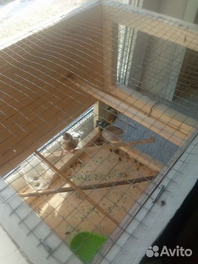 Щеголы зеленушки