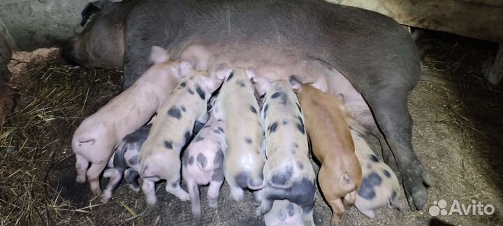 Поросята Кантор, Дюрок