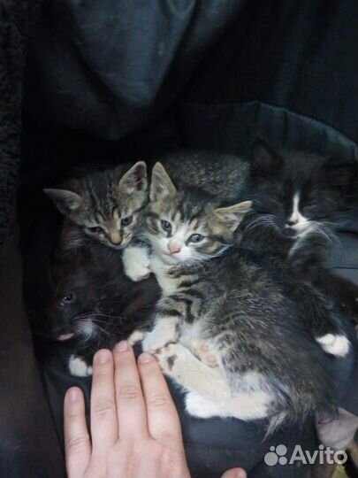Котята в добрые руки