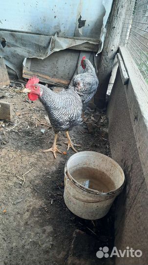 Молодые петушки