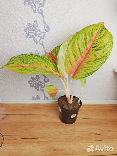 Аглаонема Гранд блоссом