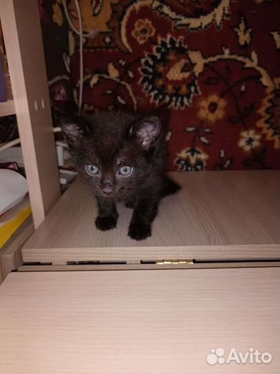 Анатолийские котята в добрые руки