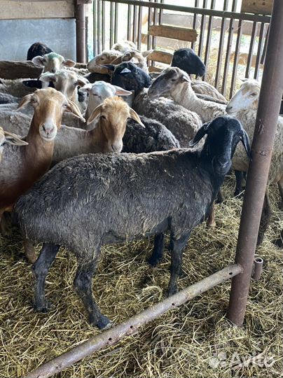 Овцы бараны