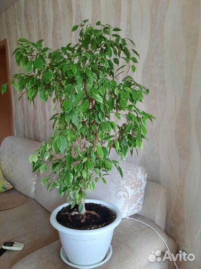 Фикус бенджамина 80см