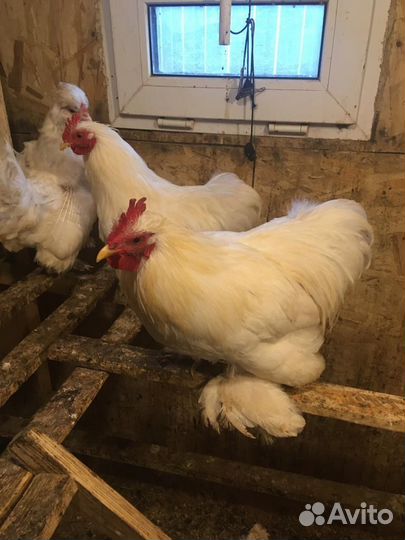 Петушки кохинхины карлик