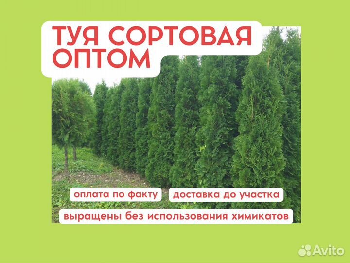 Туя сортовая оптом