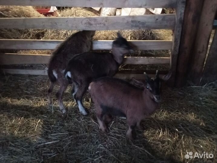 Коза дойная, козлята