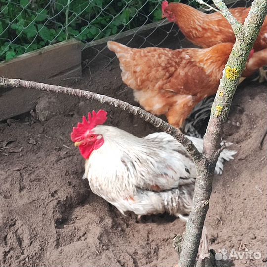 Куры петухи