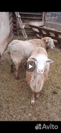 Ягнята катумские