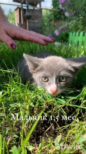 Котята мышеловы