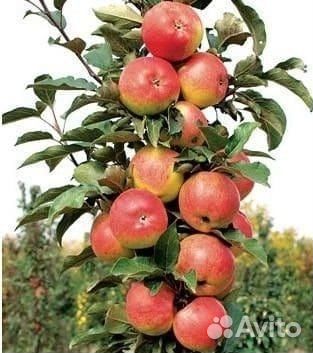 Яблоня Васюган колоновидная