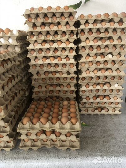 Домашние куриные яйца оптом