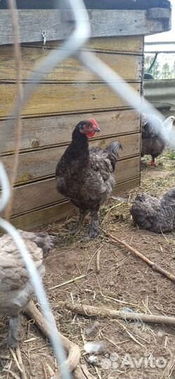 Молодые петухи