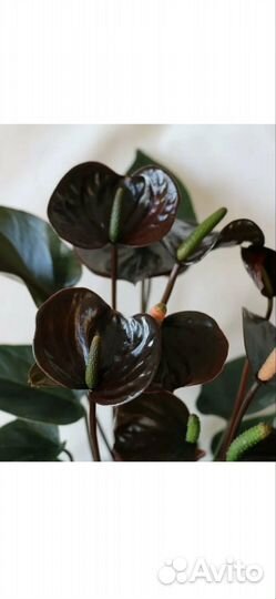 Антуриум Блек лав, Принцесса Амалия