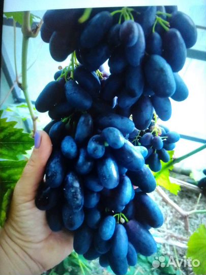 Черенки винограда