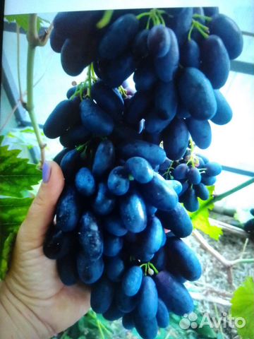 Черенки винограда