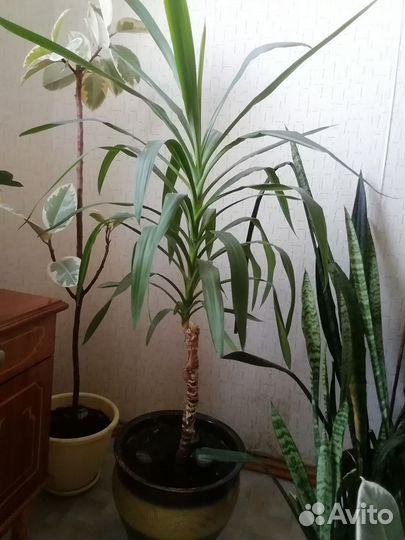 Пальма юкка