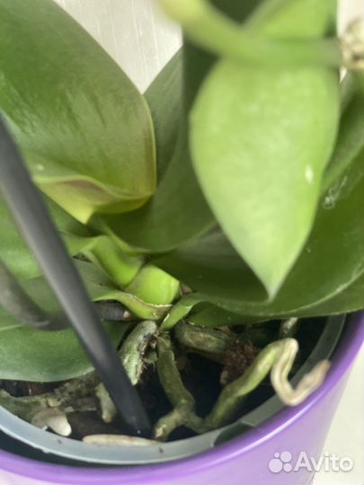 Фаленопсис