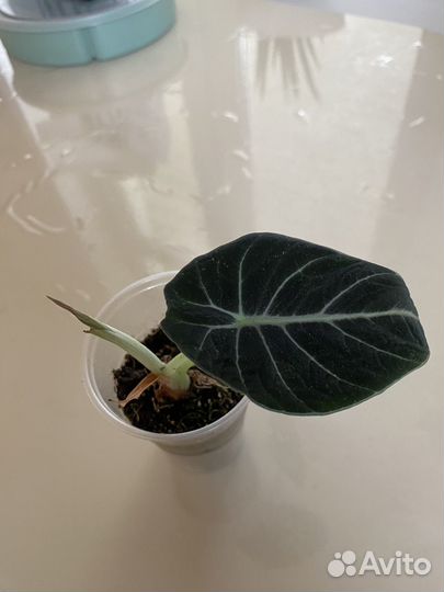 Алоказия black velvet