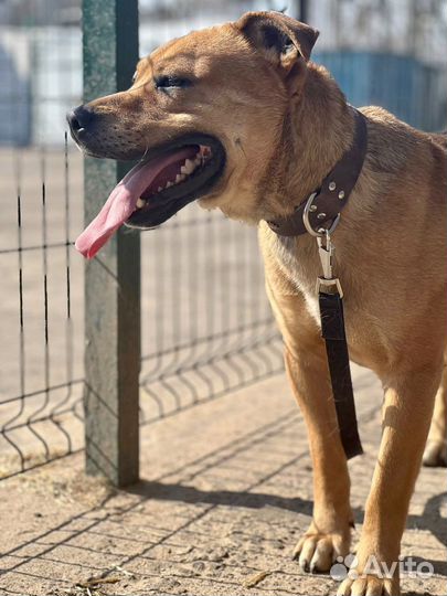 Стаффордширский терьер метис в добрые руки