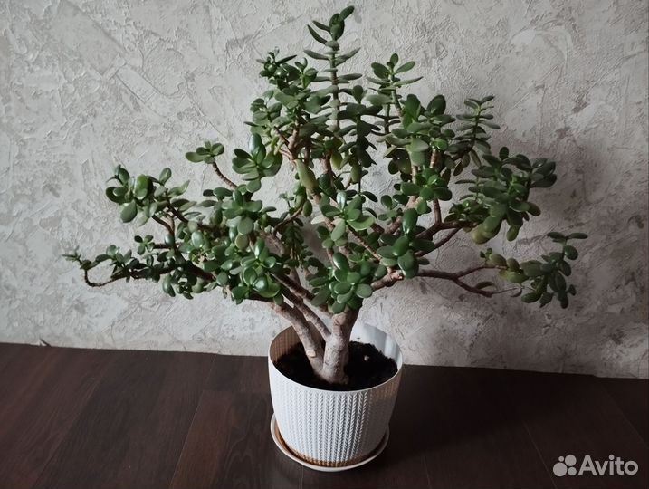 Денежное дерево