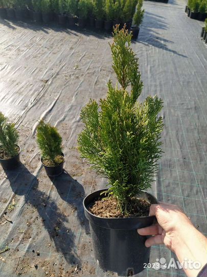 Саженцы туи