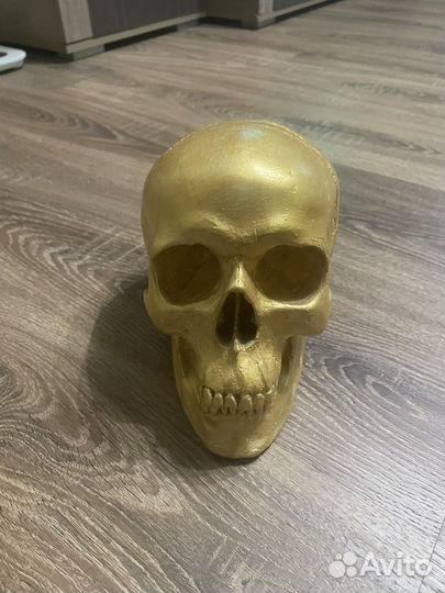 Череп из гипса