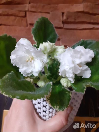 Сортовые фиалки