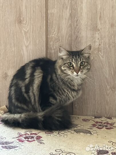 Кошки в добрые руки