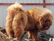 Тибетские щенки- медведи