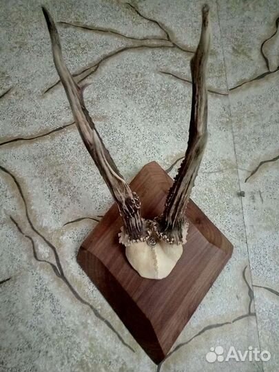 Рога косули на медальоне