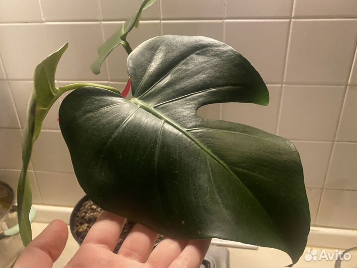 Комнатные цветы монстера