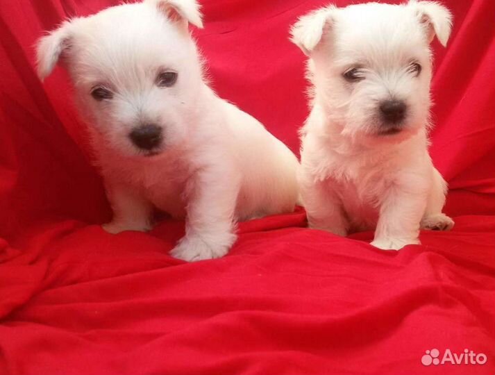 Щенок вестхайленд