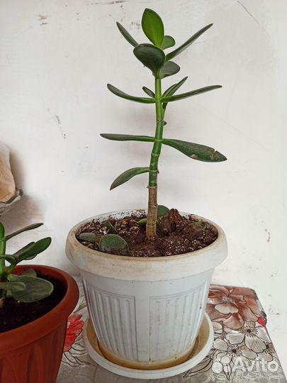 Денежное дерево