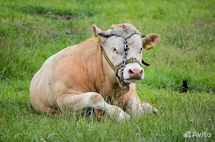 Животные на убой