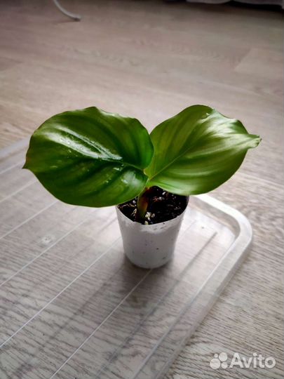 Калатея орбифолия