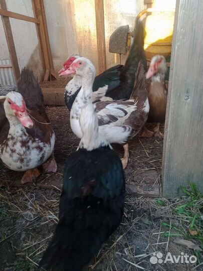 Утки шипуны