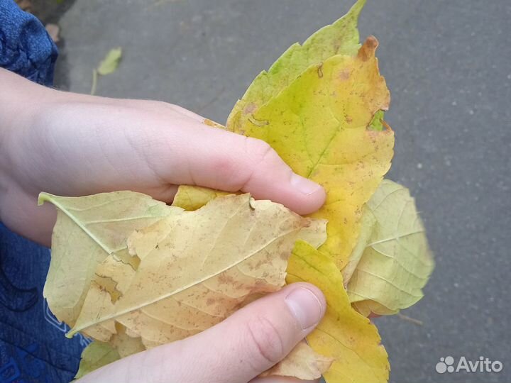 Золотые листики