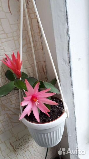 Декабрист шлюмбергера рапсиладопсис