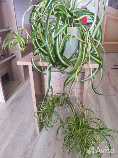 Хлорофитум Бонни кудрявый