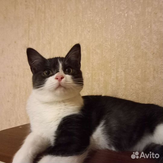 Котенок