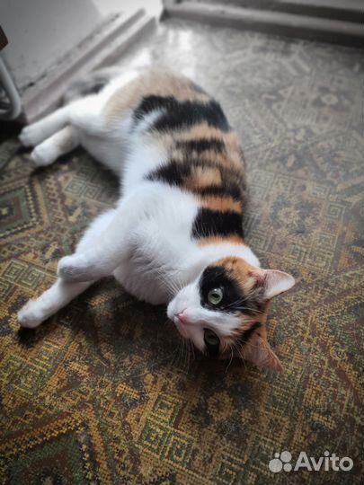 Отдадим кошку