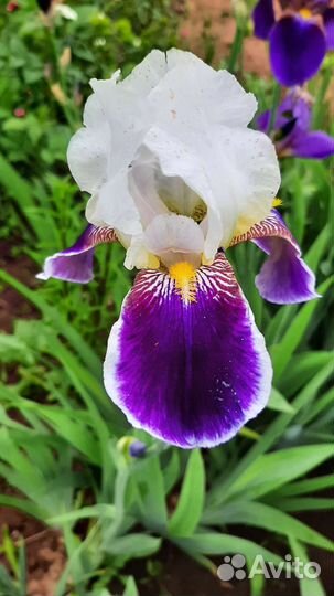 Ирисы бородатые сортовые