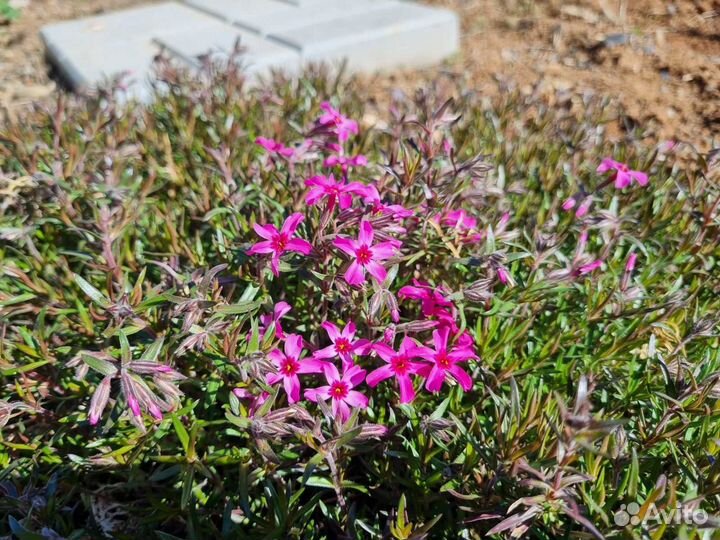Флокс шиловидный
