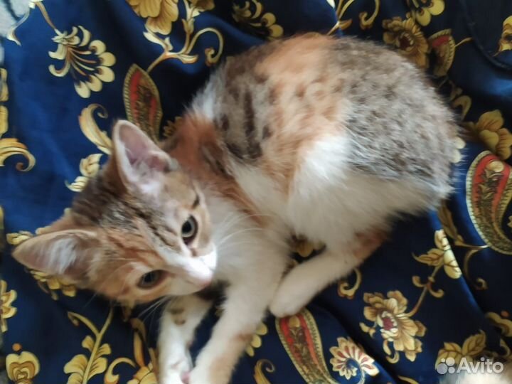 Котята игривые