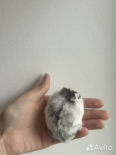 Хомяки карликовые с собственным жильем