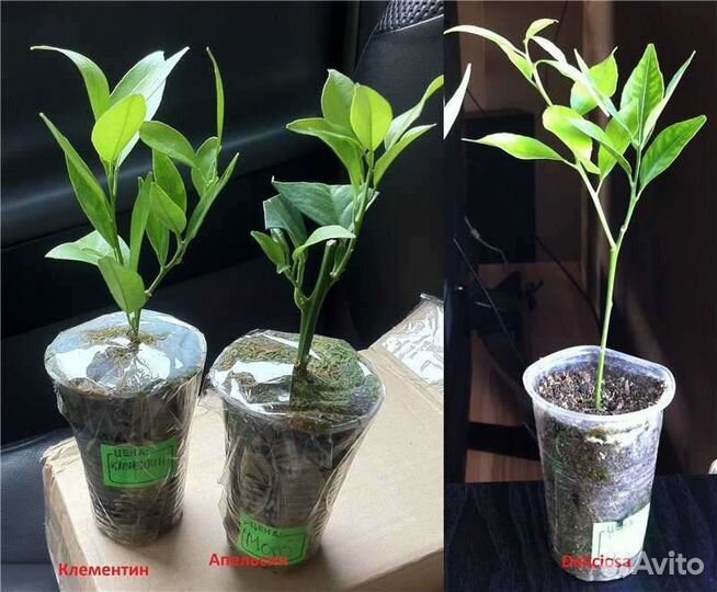 Саженцы Черенки лимона